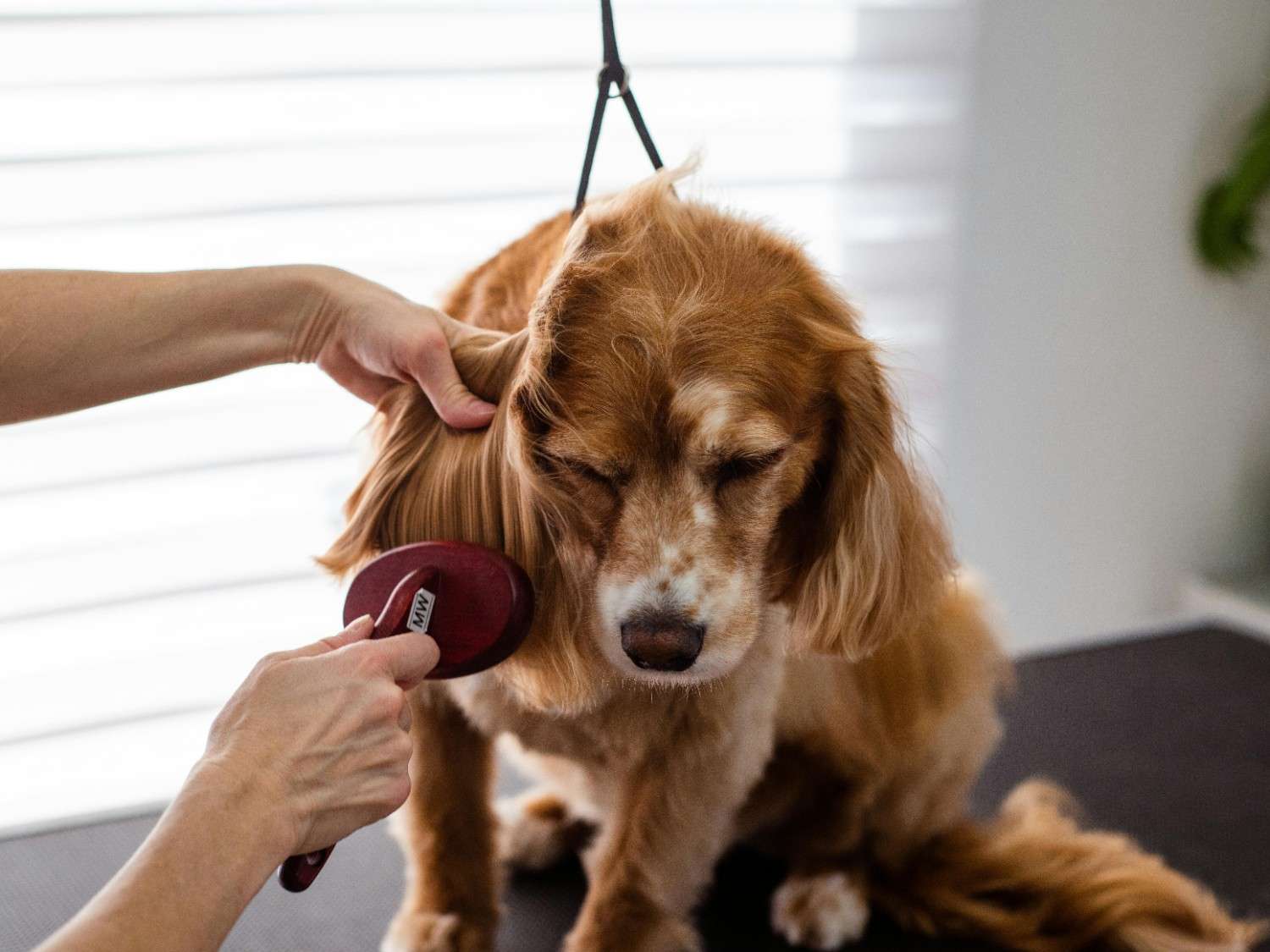 Blog Image for best pet shop