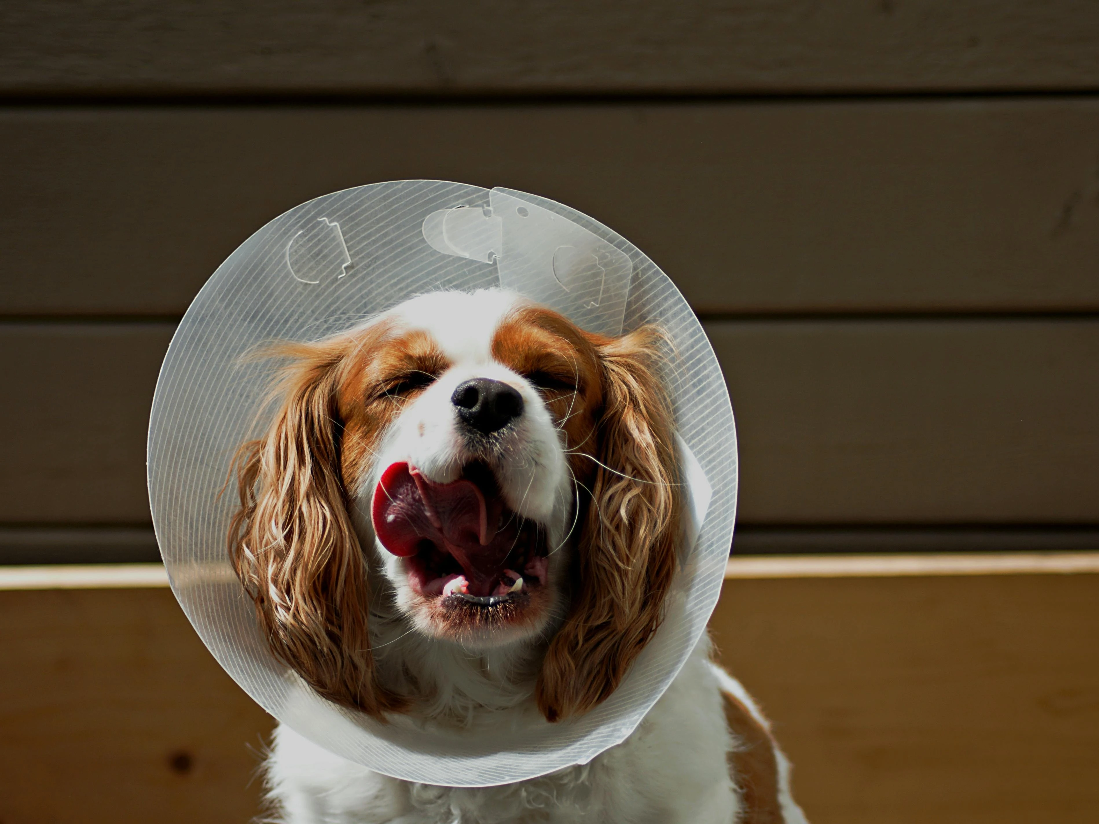 Dog Tick and Flea Treatment