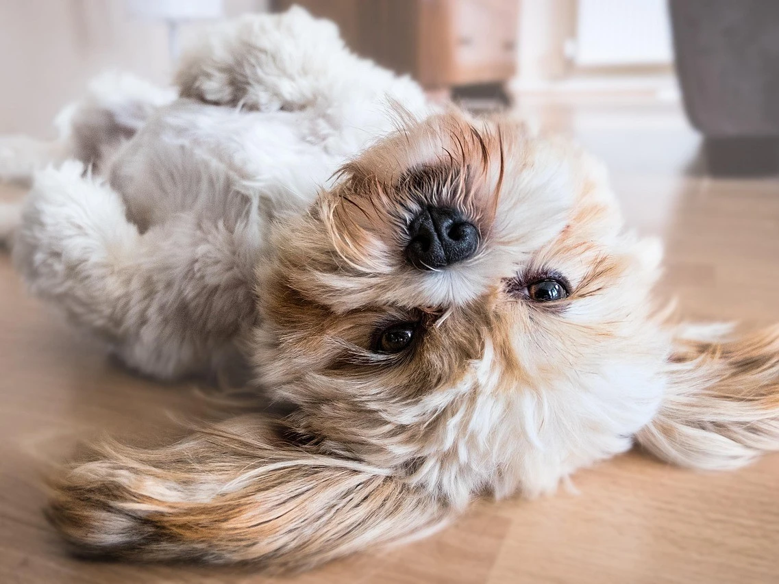 Grey Standard Pet Anal Gland Expression