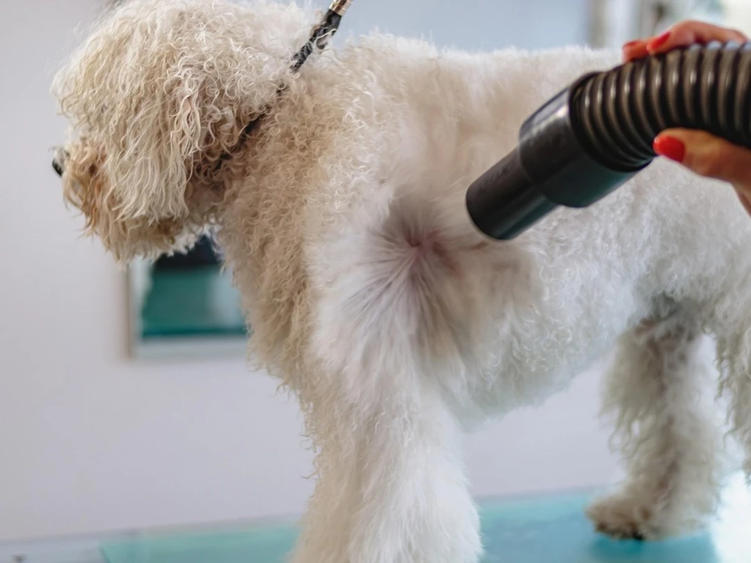 Grey Standard Pet Blow Dry