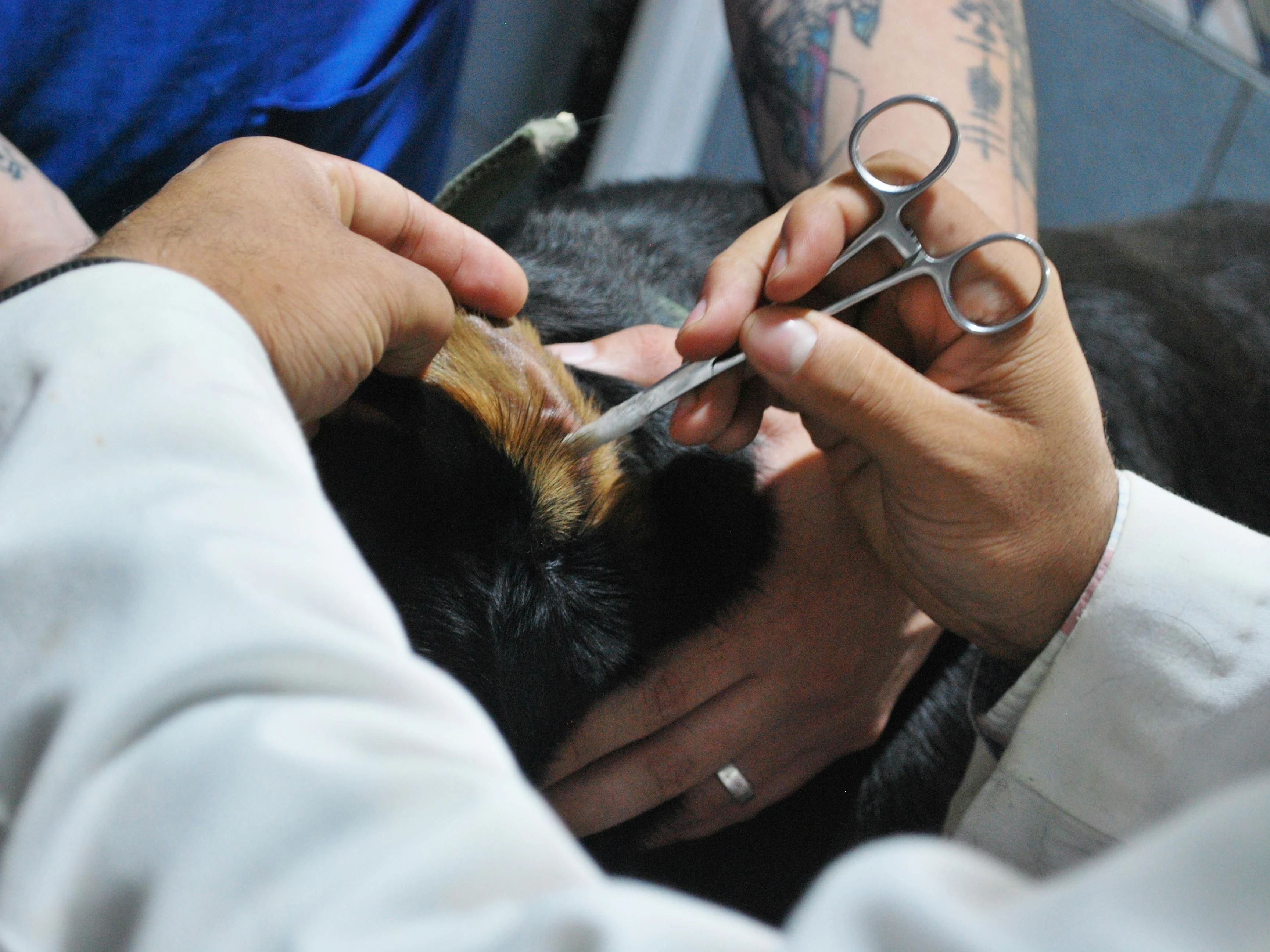 Grey Standard Pet Ear Cleaning