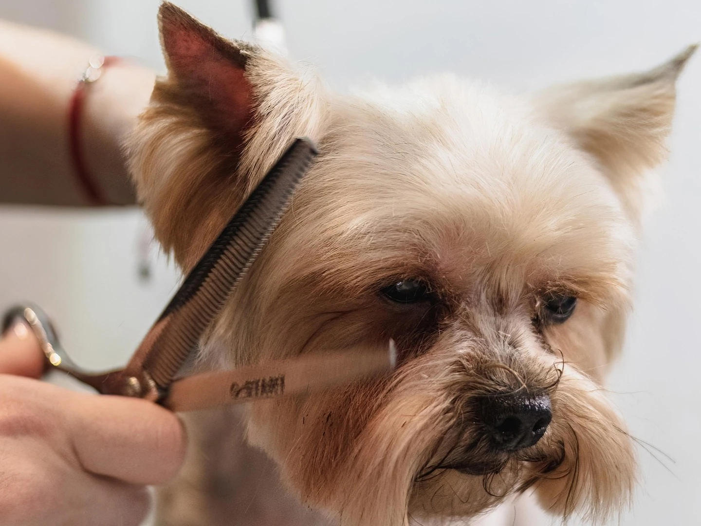 Grey Standard Pet Haircut / Styling