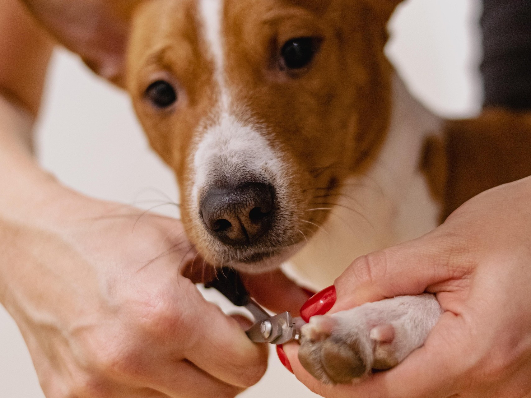 Grey Standard Pet Nail Trim