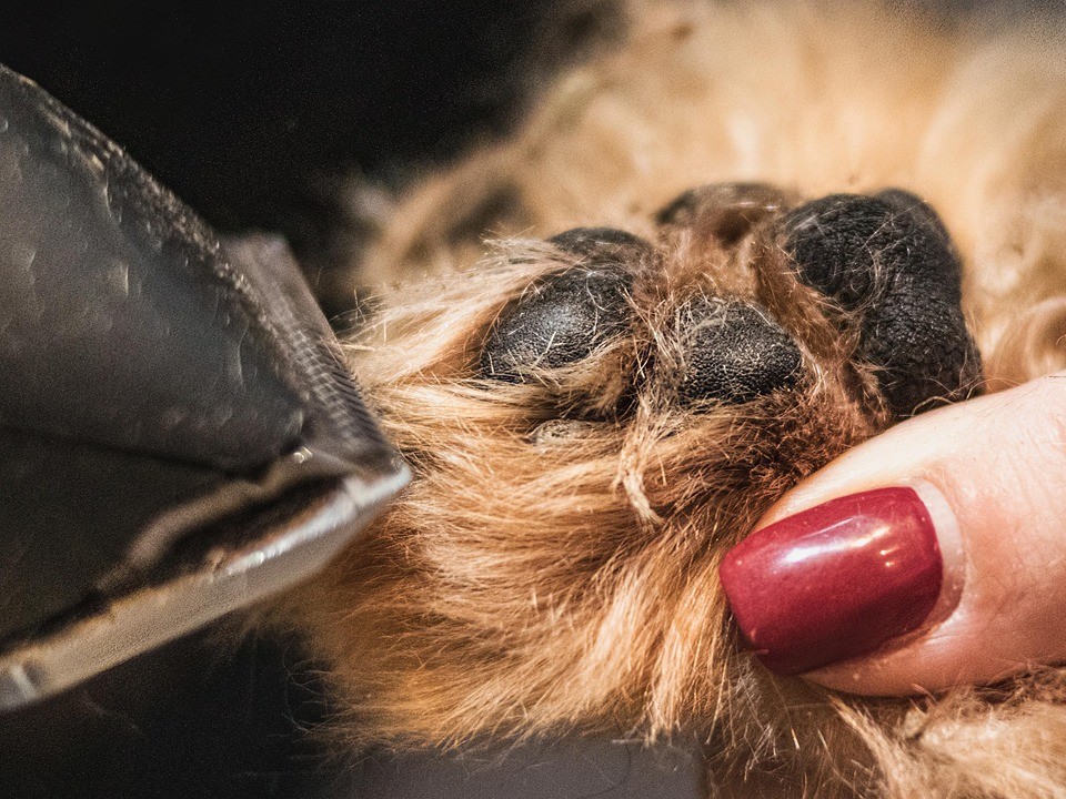 Grey Standard Pet Paw Pad Trim